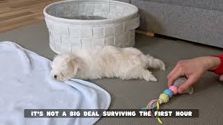 FIRST HOUR with our NEW PUPPY  This is how it went!