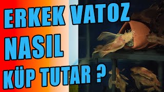 Küp Tutmayan Vatoz Baliği - Vatoz Üretimi - Erkek Vatoz Küp Tutmuyor 