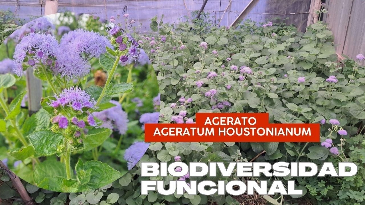 Biodiversidad Funcional Agerato  (Ageratum houstonianum)