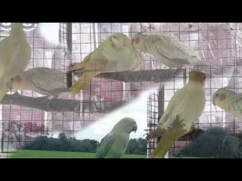 Video: Paano Mag-breed ng Mga Cockatiel: 13 Mga Hakbang