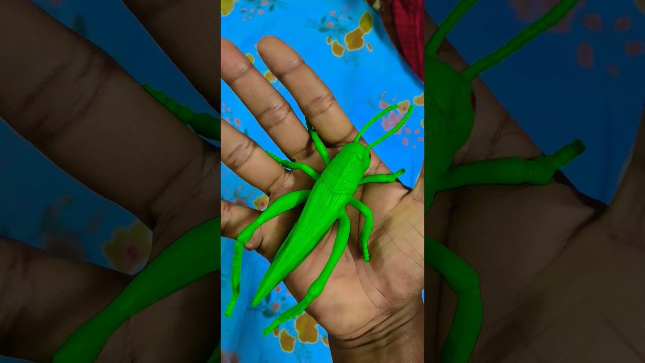 the largest shiny beetle I have ever found of it...