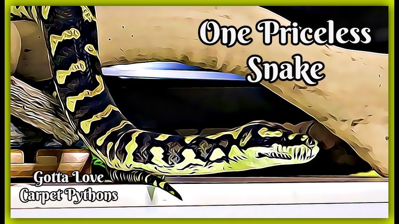 pet snakes and dogs Morphed To The Max Or Not A Snake Is Still A Snake