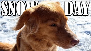 Snow Day with Athena Nova Scotia Duck Tolling Retriever | Growing Up Qweens by Growing Up Qweens 478 views 2 years ago 1 minute, 35 seconds