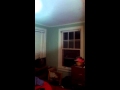 bat flying around room