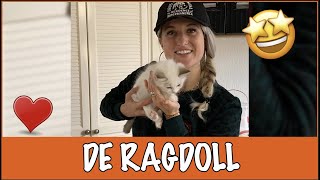 IK WIL EEN RAGDOLL  | DierenpraatTV