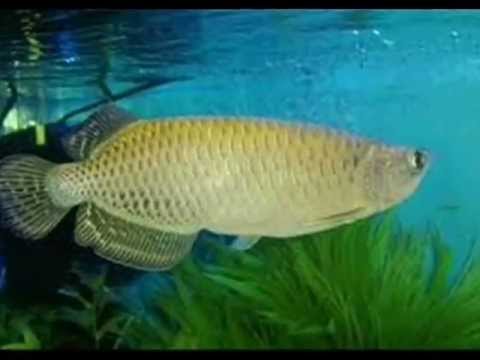 The Fish of Indonesia Hewan Air Asli Indonesia YouTube