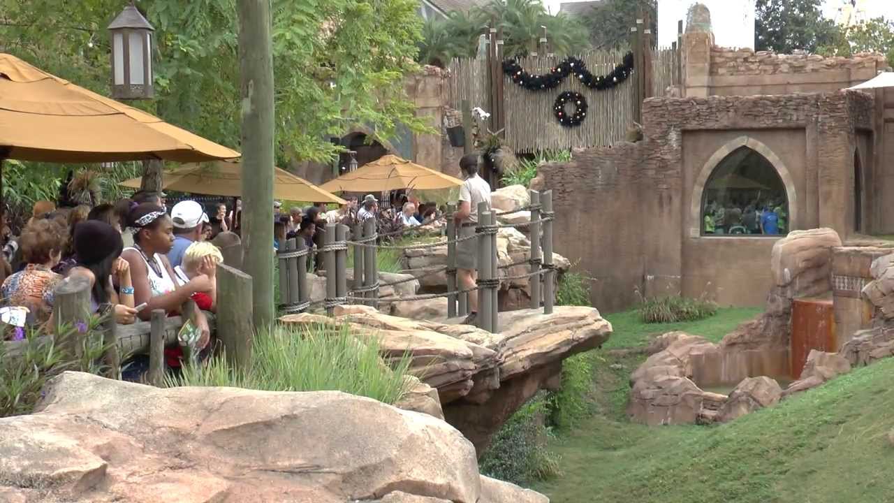 Hd1080 Cheetah Run Animal Encounter Lure Run Busch Gardens Tampa Florida 2013 Youtube