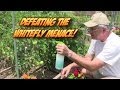 Defeating the Whitefly Garden Menace!