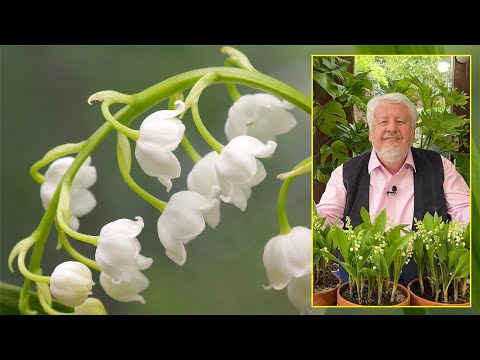 Vidéo: Le musc est-il une plante ?