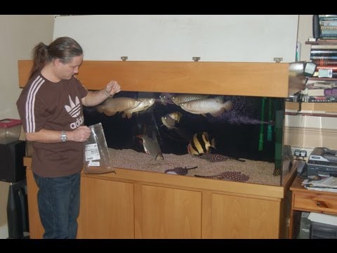 Datnoid Slurping up Gold Fishes YouTube