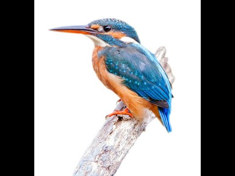 Bird Name- Kingfisher