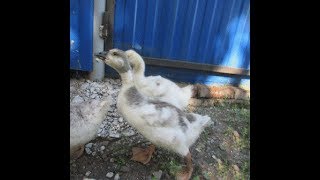 Гусятам 1 месяц . Приучаем к самостоятельному выпасу. Гусятам 1 месяц . Приучаем к самостоятельному выпасу.