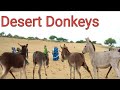 Diving into the desert exploring the secret lives of donkeys  desert discoveries the mysteries