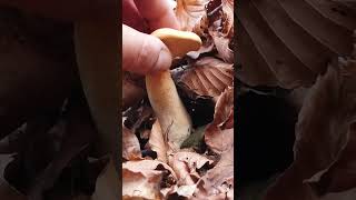 Cuting Hydnum Repandum Mushroom - Prevalla 2022