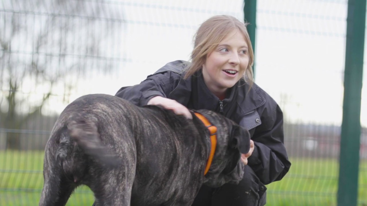 IAMS I AM HOME Cheshire Dogs' Home YouTube