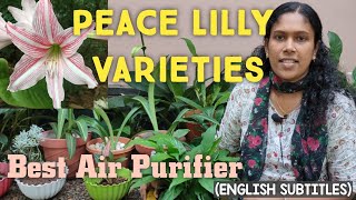 peace lilly varieties | complete care and info in malayalam | best air purifying plant | English sub