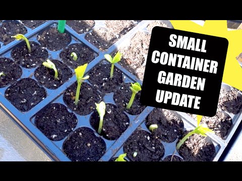 Spring Container Garden Update | Mid-May 2016
