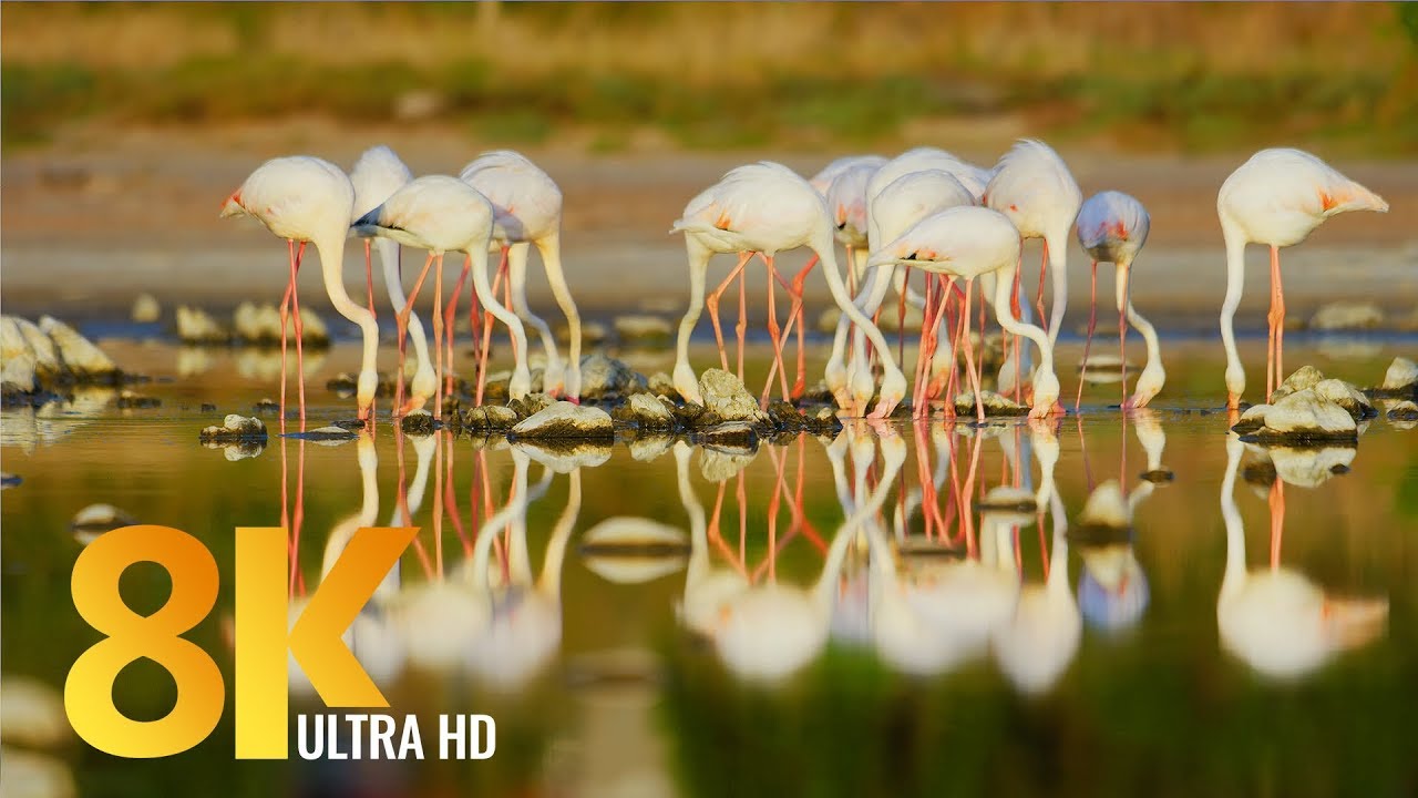 8K Amazing African Birds Of Vermont Salt Pan Western Cape 3 HRS 8k-amazing-african-birds-of-vermont-salt-pan-western-cape-3-hrs