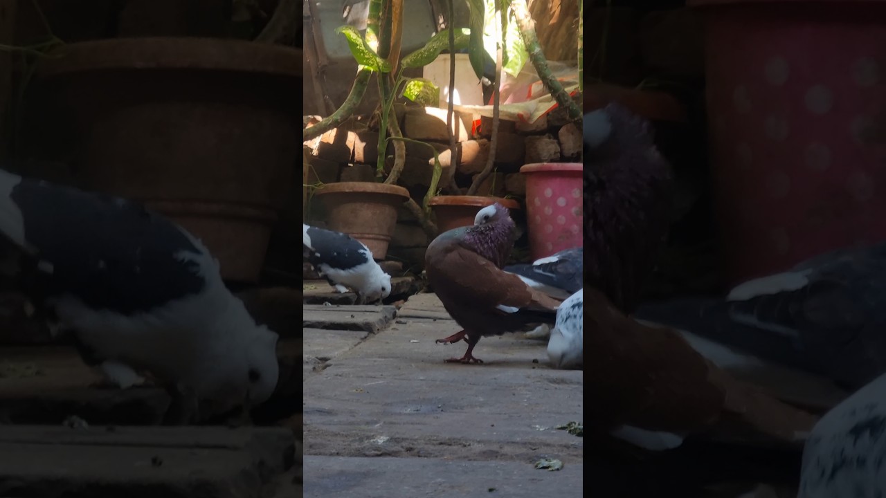 Mukhi Pigeons 😍 Fancy Kabutar 🕊 