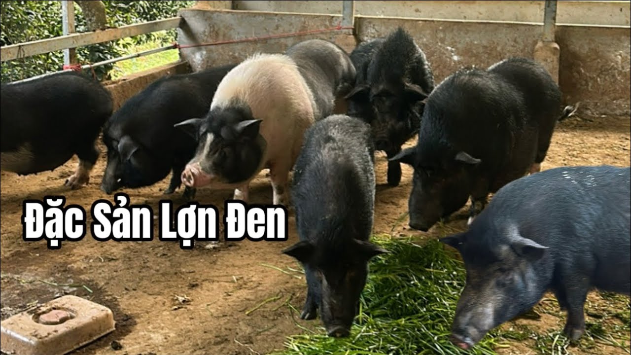 Vào Bản Xa Nhất Vùng Cao Xem Cách Nuôi Lợn Đen – Thu Nhập Có Cao Không?