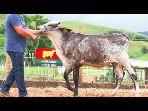 LOTE 28 • LEILÃO GIROLANDO VILAREJO • DIA 22 DE MARÇO 14HS REMATEWEB • 5685CS