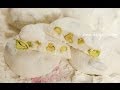 Gaz Pistachio Nougat Recipe