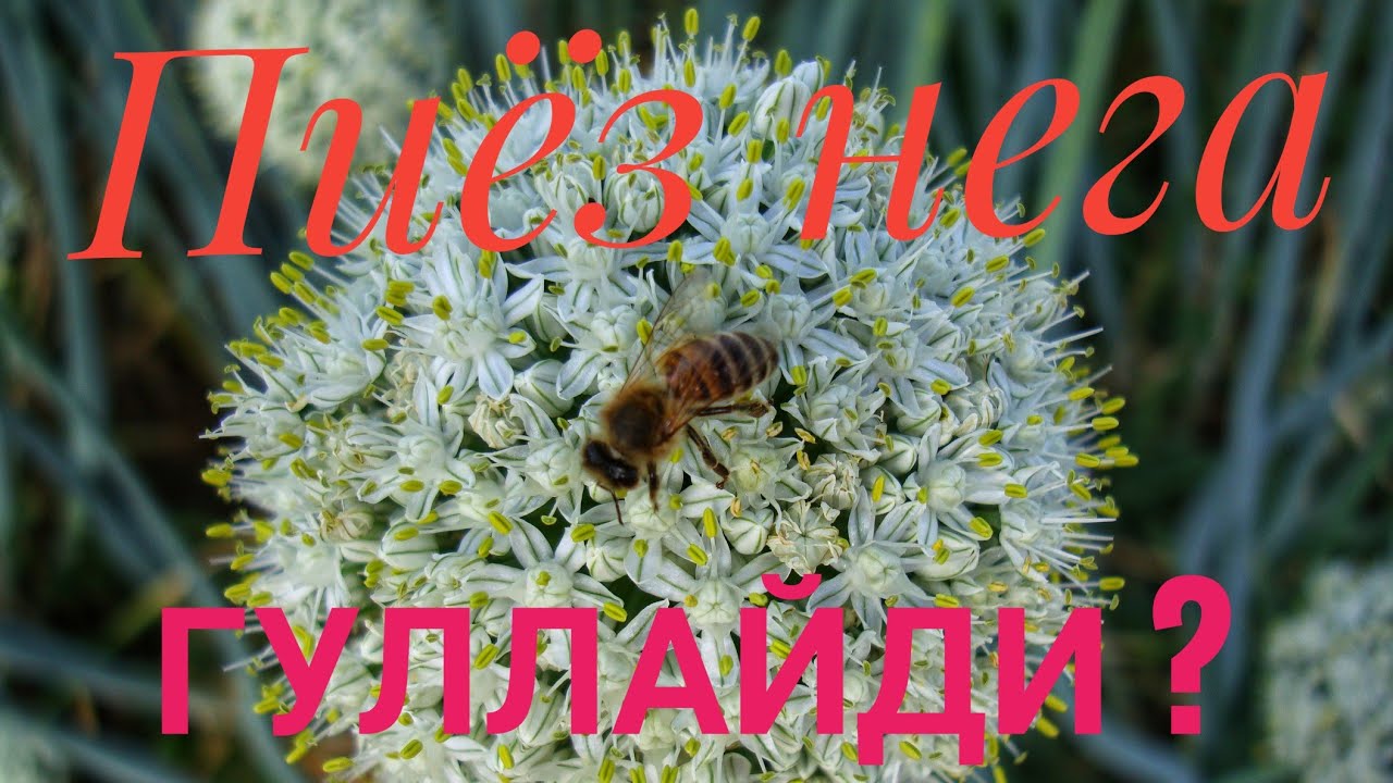 Пиёз нега гуллайди ?