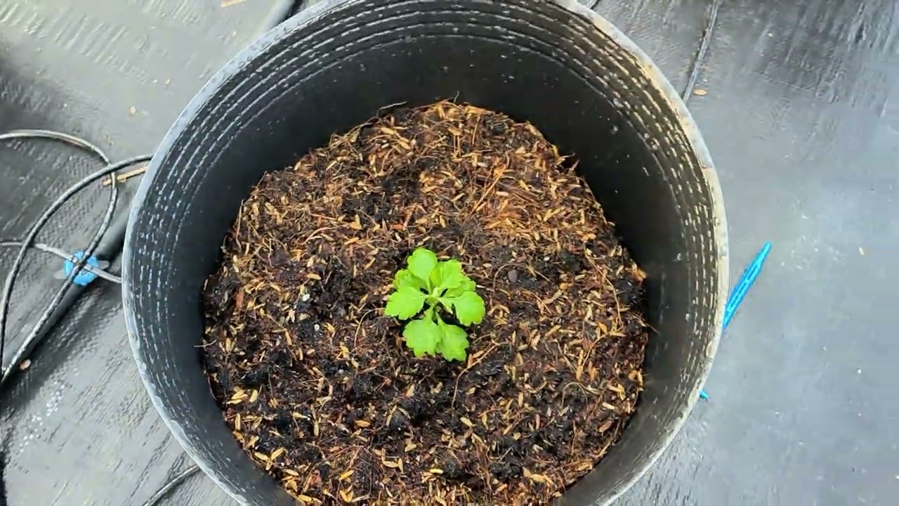 Cách trồng cúc mâm xôi Tết 2026 phần 2 - ra chậu lớn, cập nhật 20/6 ÂL