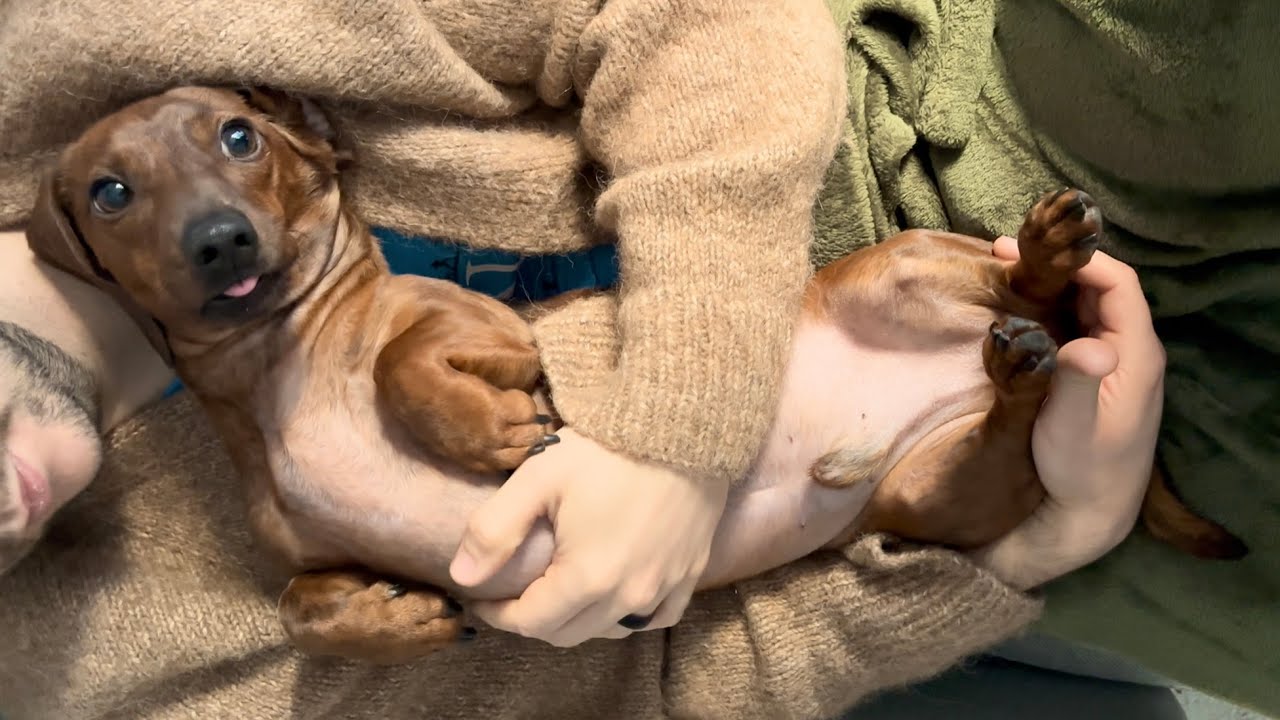 Wee dachshund takes a St Patrick's Day stroll in Dublin☘️