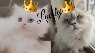 Cute baby animals Videos Compilation - Best Funny Cats Dogs Videos | Funniest Animals Videos 2023-26