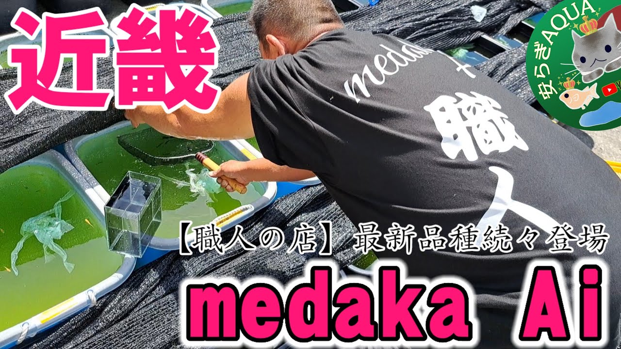 ＭＥＤＡＫＡちゃんページ Amazon.com: Animation - Medaka Box Abnormal Vol.6 (DVD+CD