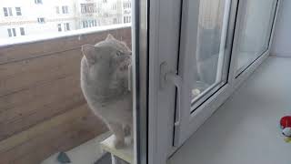 Кот говорит открой дверь