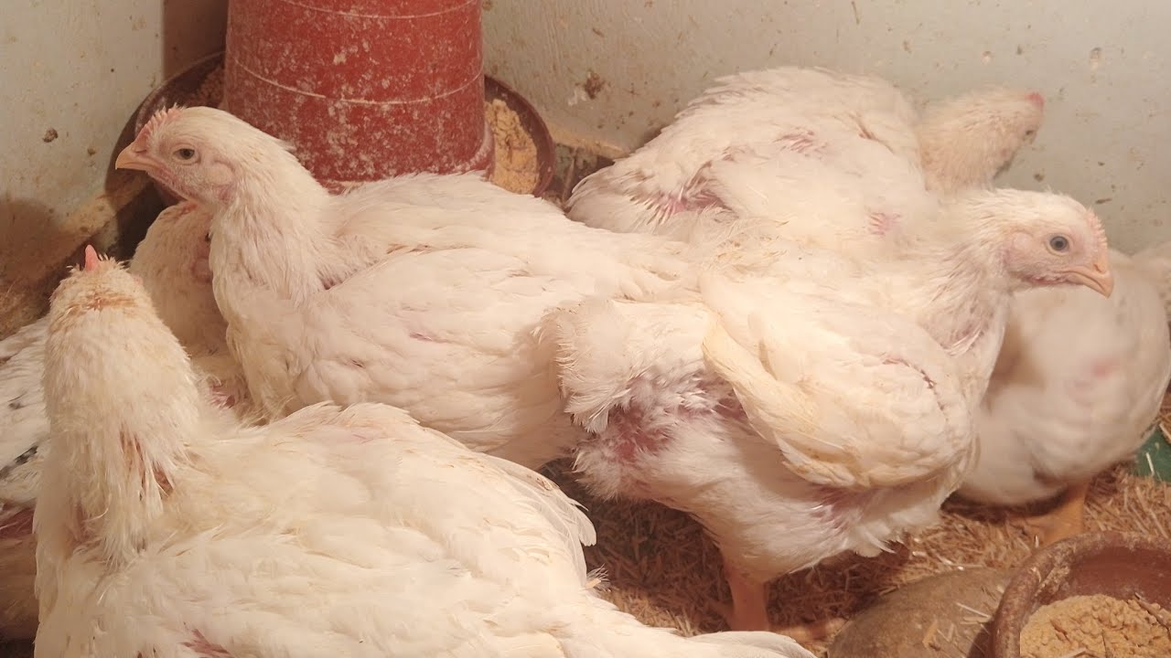 تعالوا شوفوا اوزان النهارده 32 يوم الفراخ البيضاء