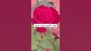 القرآن الكريم بصوت جميل #اكسبلور #qoraniyat423 #quran #لايك #ناصر_القطامي #دويتو #تفاعل #تيك_توك