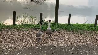 Attacked by Geese (Forest Lake)