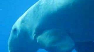 Dugong Dugon Seacow In The Red Sea