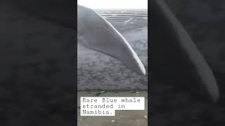 Animal observations: Rare blue whale close up