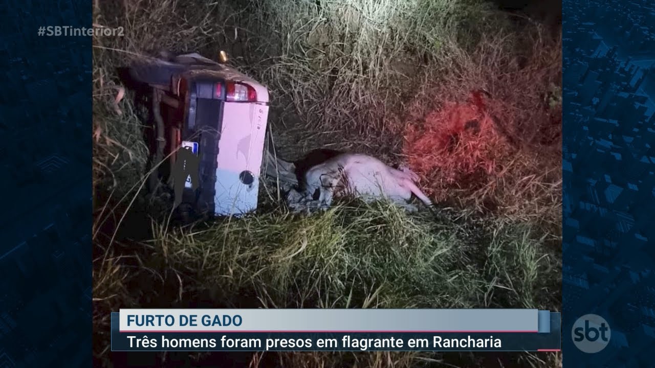 Homem é preso carneando cavalos que eram comercializados em