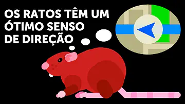 Quando aparece um rato?