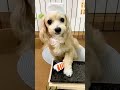 【犬のお寿司屋さん】エビがオススメなんですっwww#shorts #ペット #犬 #おしゃべりペット #寿司