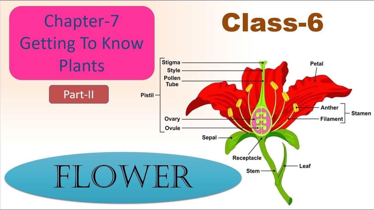 Flower (Part-2) | Chapter-7 | Getting to know Plants | Science | Class ...
