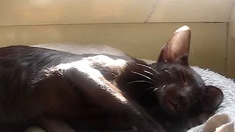 Watch the video about My Oriental Isaac.