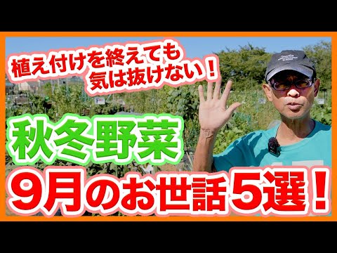 When cultivating autumn and winter vegetables in your home garden When cultivating autumn and winter vegetables in your home garden