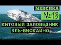 13. Китовый заповедник Эль-Вискаино. Мексика