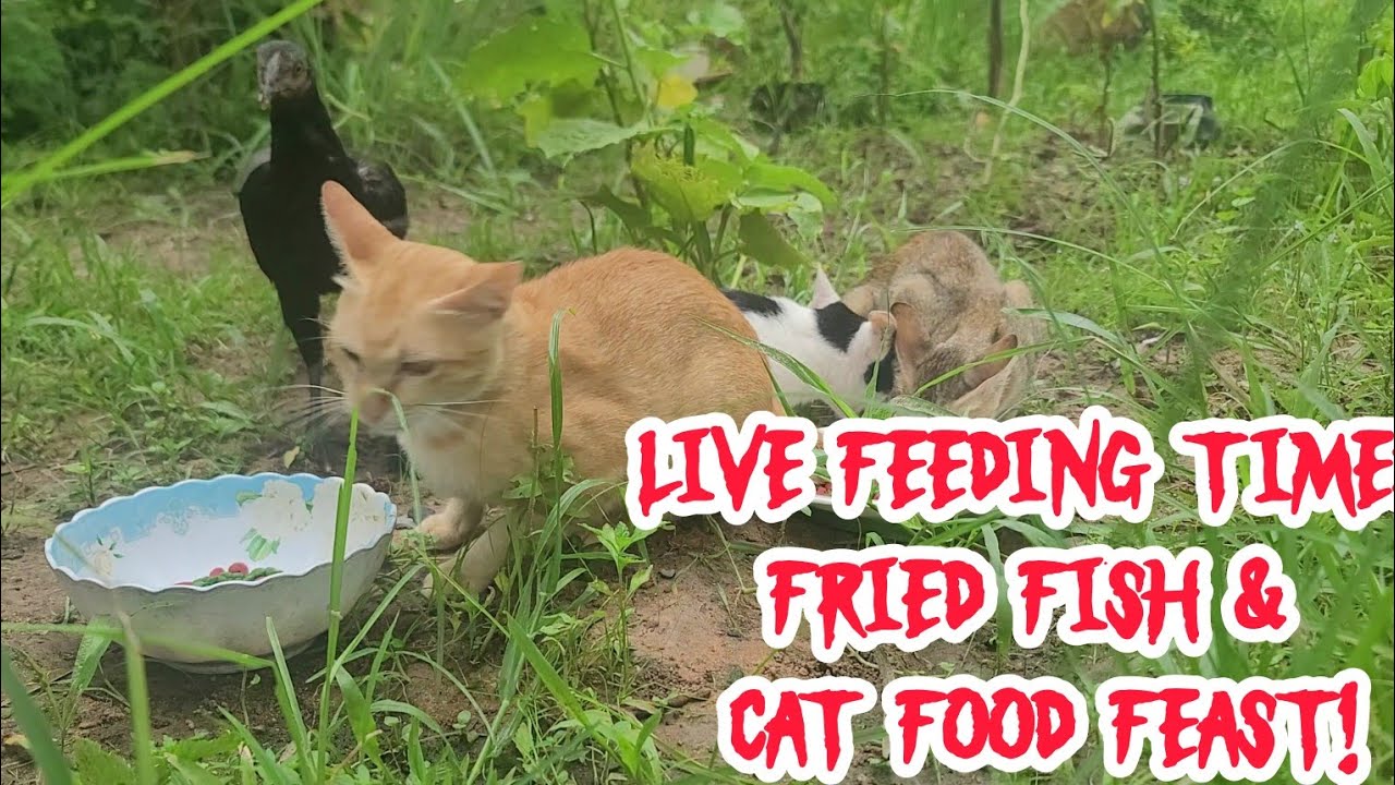 Live Feeding Time: Fried Fish & Cat Food Feast! 🐟😺