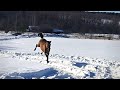 ПОЧЕМУ ЛОШАДИ УБ*ВАЮТ СОБАК. ЖЕРЕБЕНКУ ДАЛИ ВОЛЮ. РАБОТАЮ ЛОШАДЕЙ.