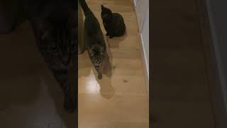 The Cats Thrive On Routine And They Want Their Food