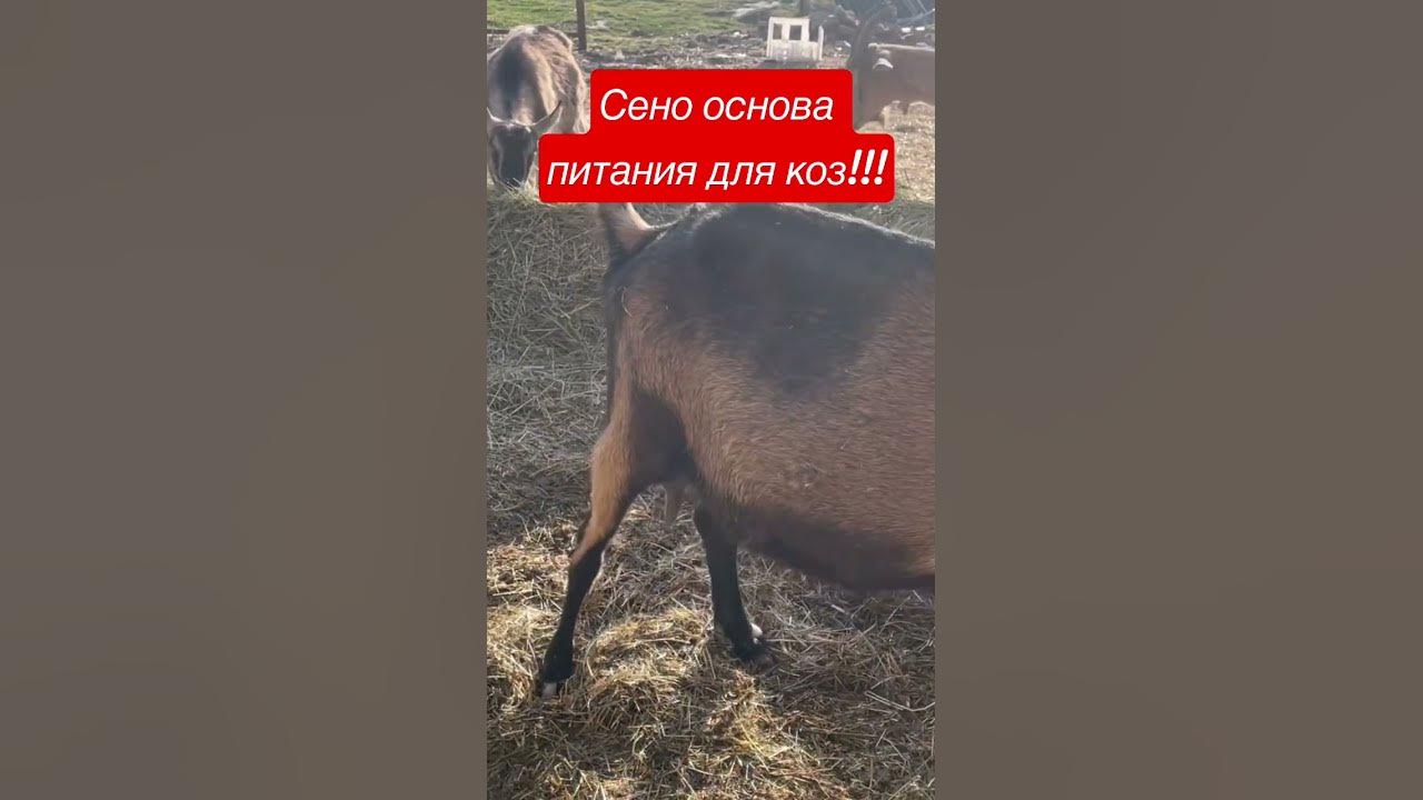 Сено основа питания для коз. - YouTube