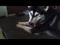 Alaskan Malamute Tonka Reacts To One Of His Christmas Presents 