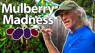 Ever seen Mulberry Production this Heavy?! Jim K. shows off his Berries and New Spinach Types